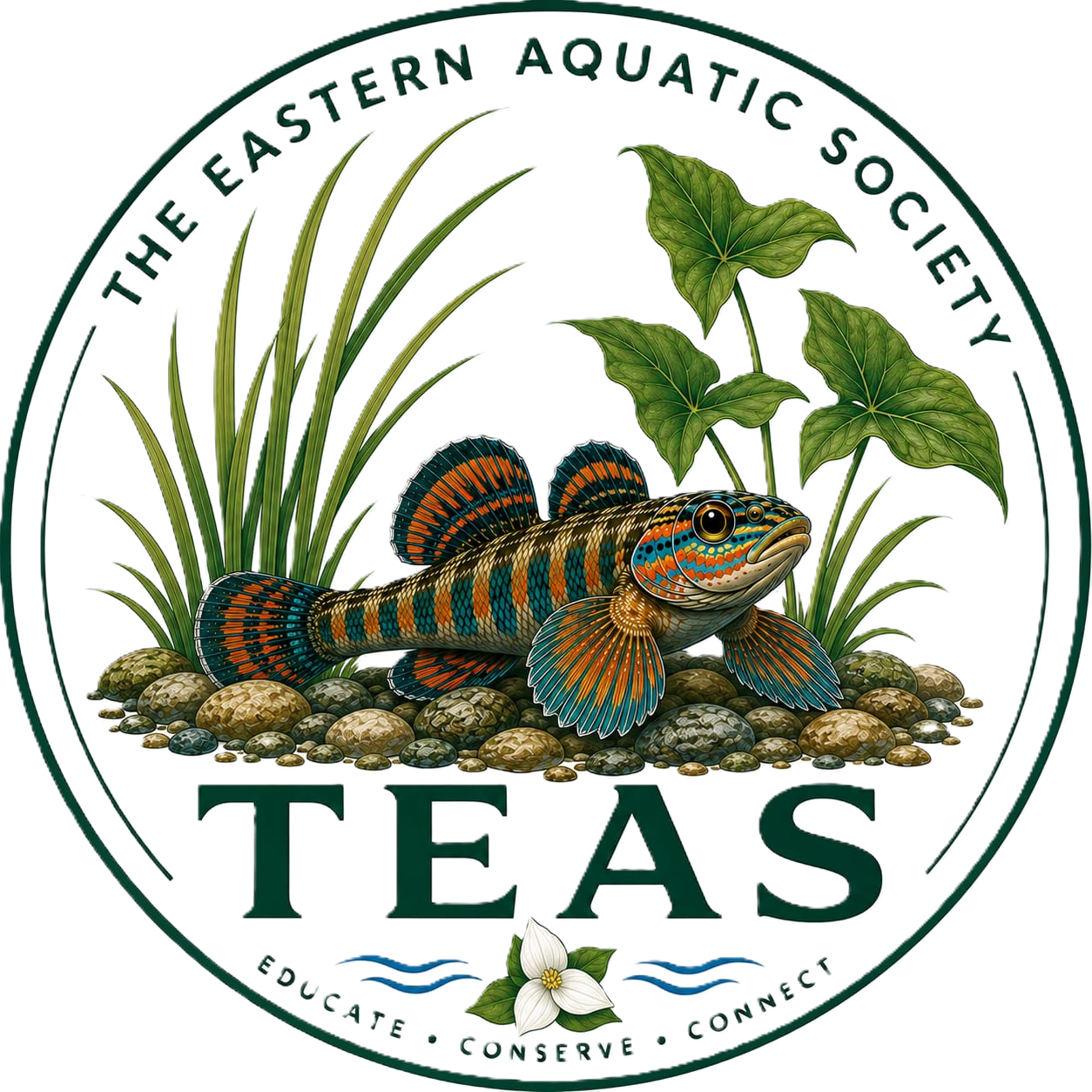 TEAS logo